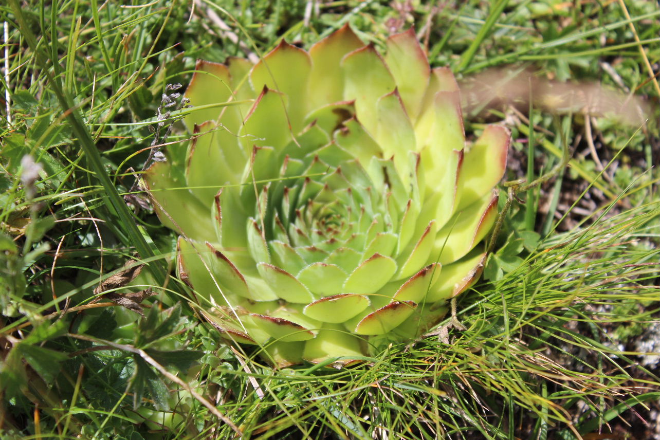 Sempervivum tectorum